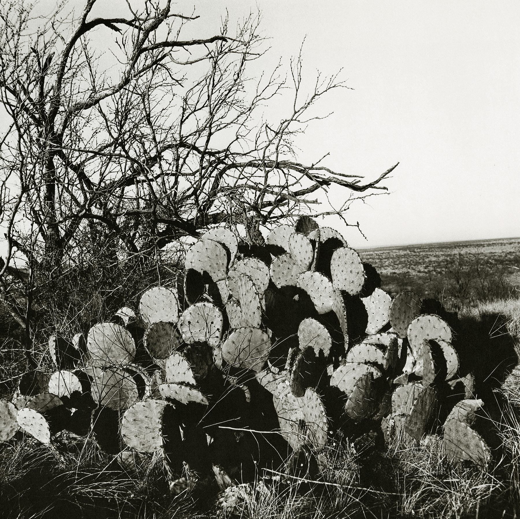 Laura Wilson "A Clump of Prickly Pear Cactus and a Mesquite Tree," 1988 silver gelatin print on paper, Museum purchase, 1991.3.12