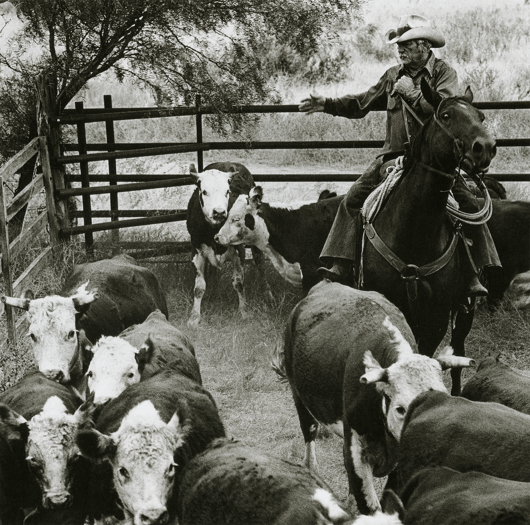 Laura Wilson, "Sonny Edgar Sorting in the West Corrals," 1987 silver gelatin print on paper, Museum purchase, 1991.3.8