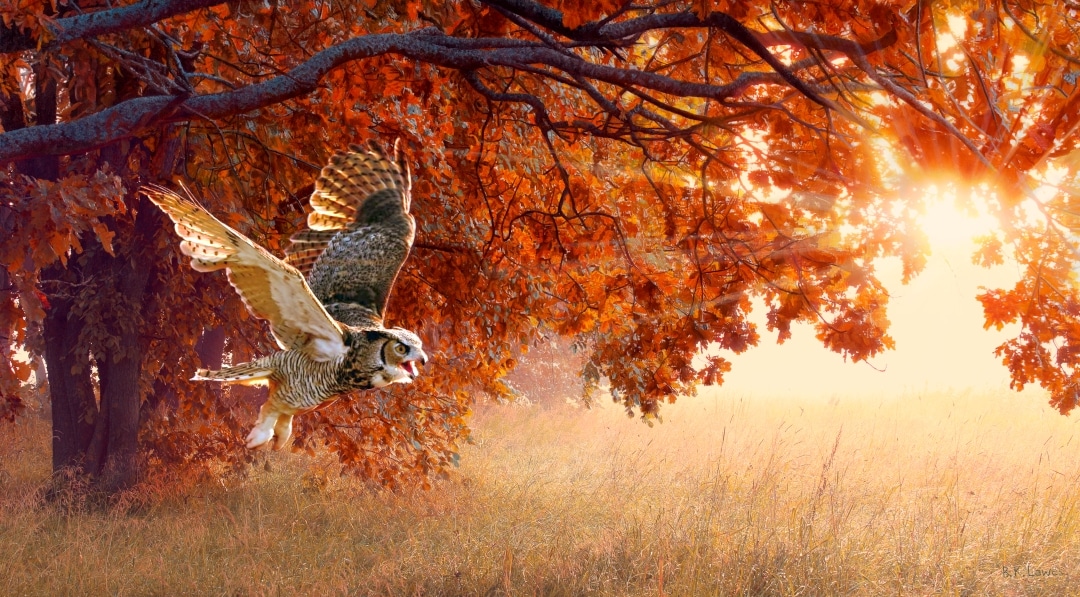 A Red Dawn